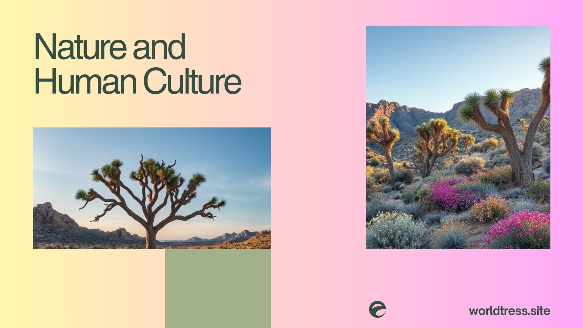 Joshua Tree - A Unique Landscape of Natural Wonder and Cultural Significance