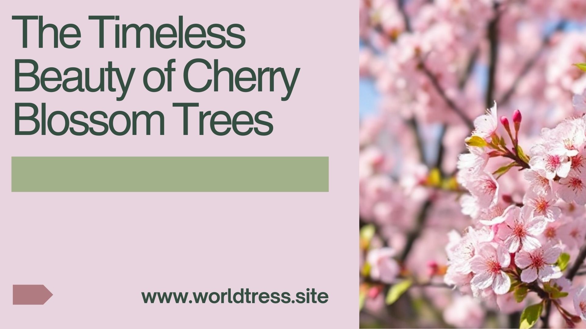 The Timeless Beauty of Cherry Blossom Trees