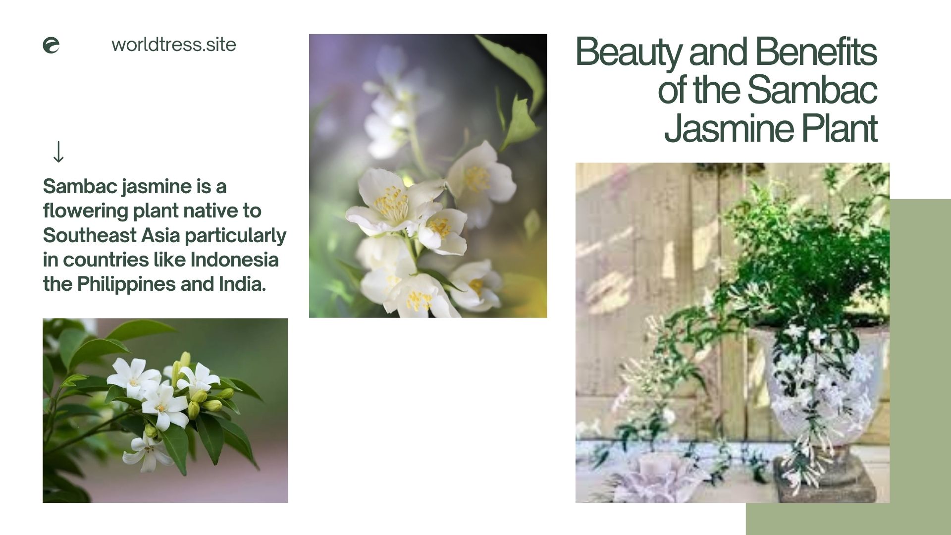 Beauty and Benefits of the Sambac Jasmine Plant