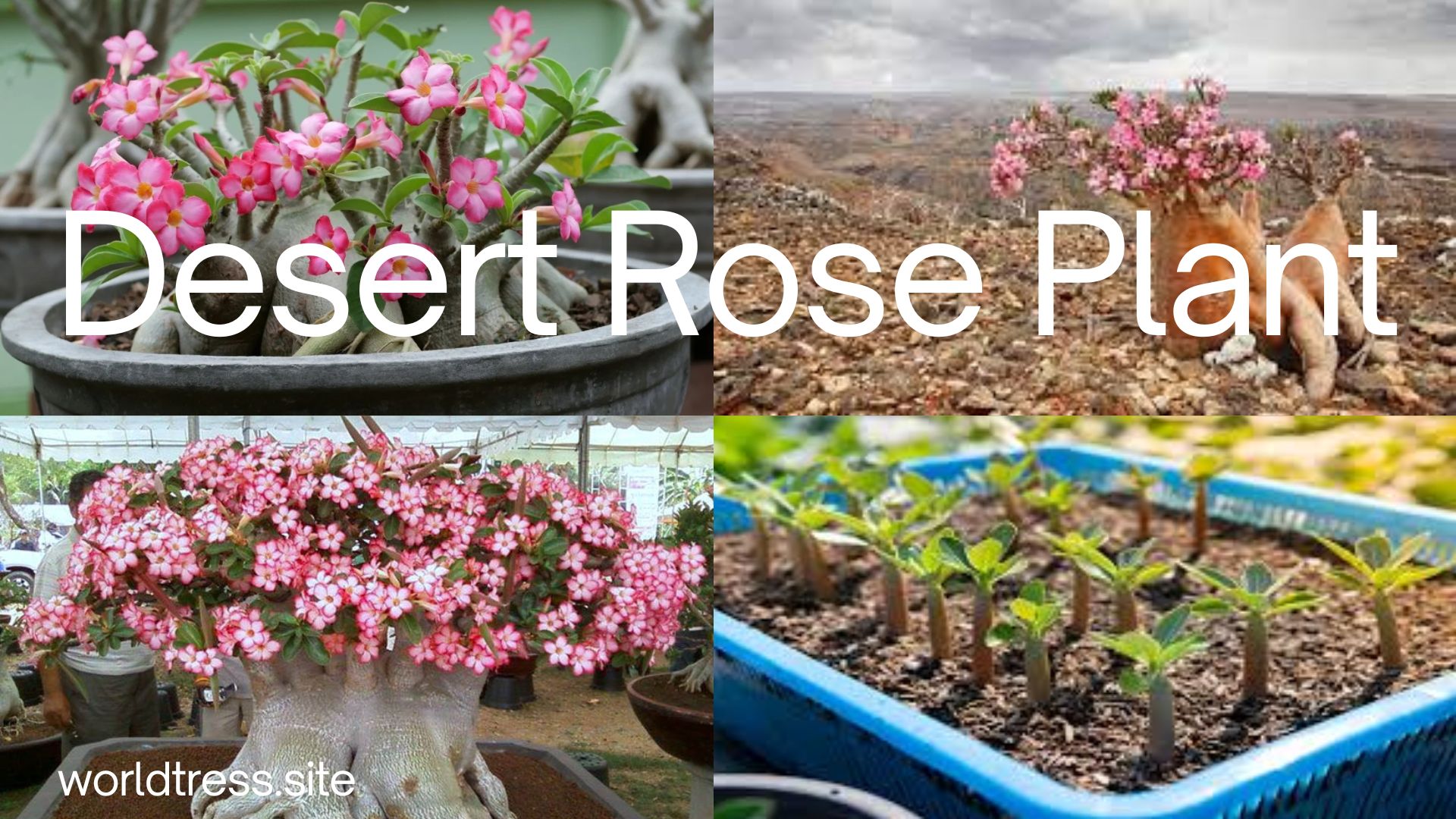 How to Care for a Desert Rose Plant