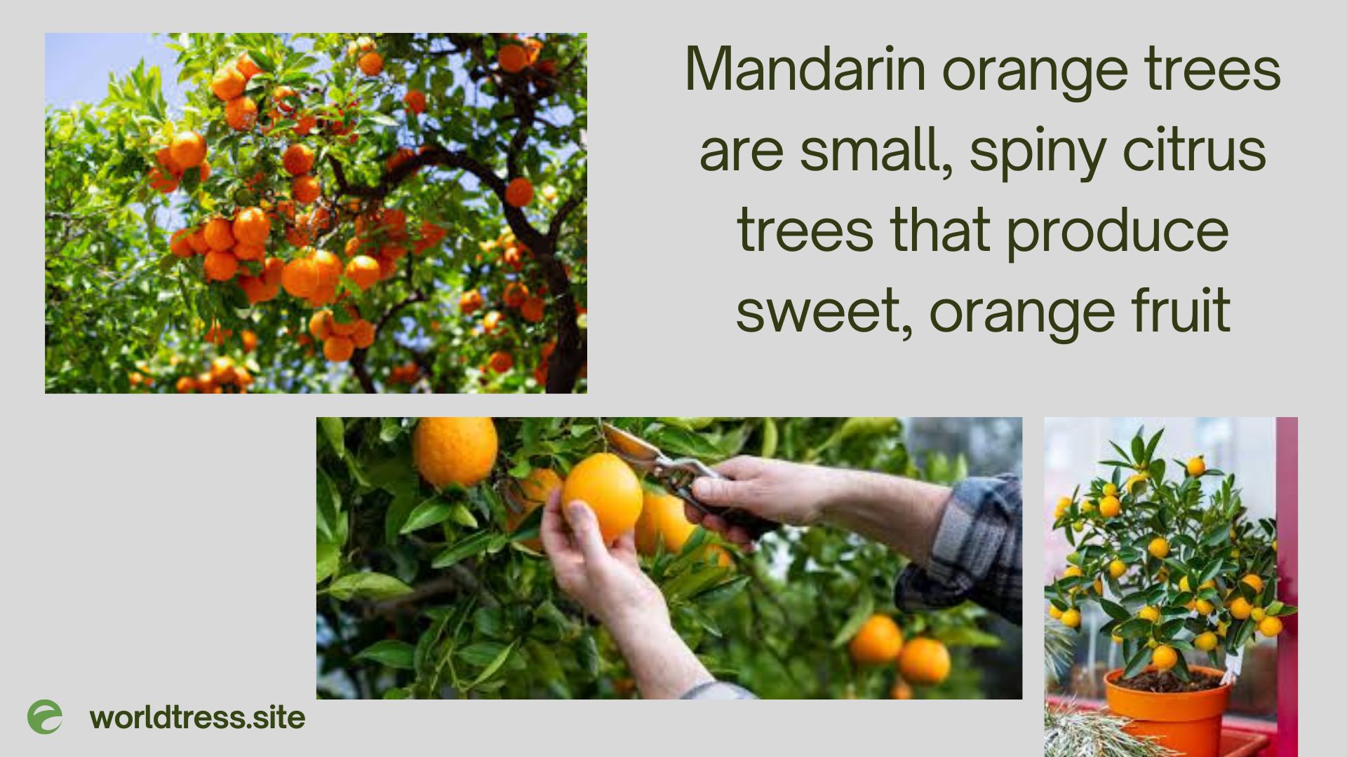 Mandarin Orange Trees