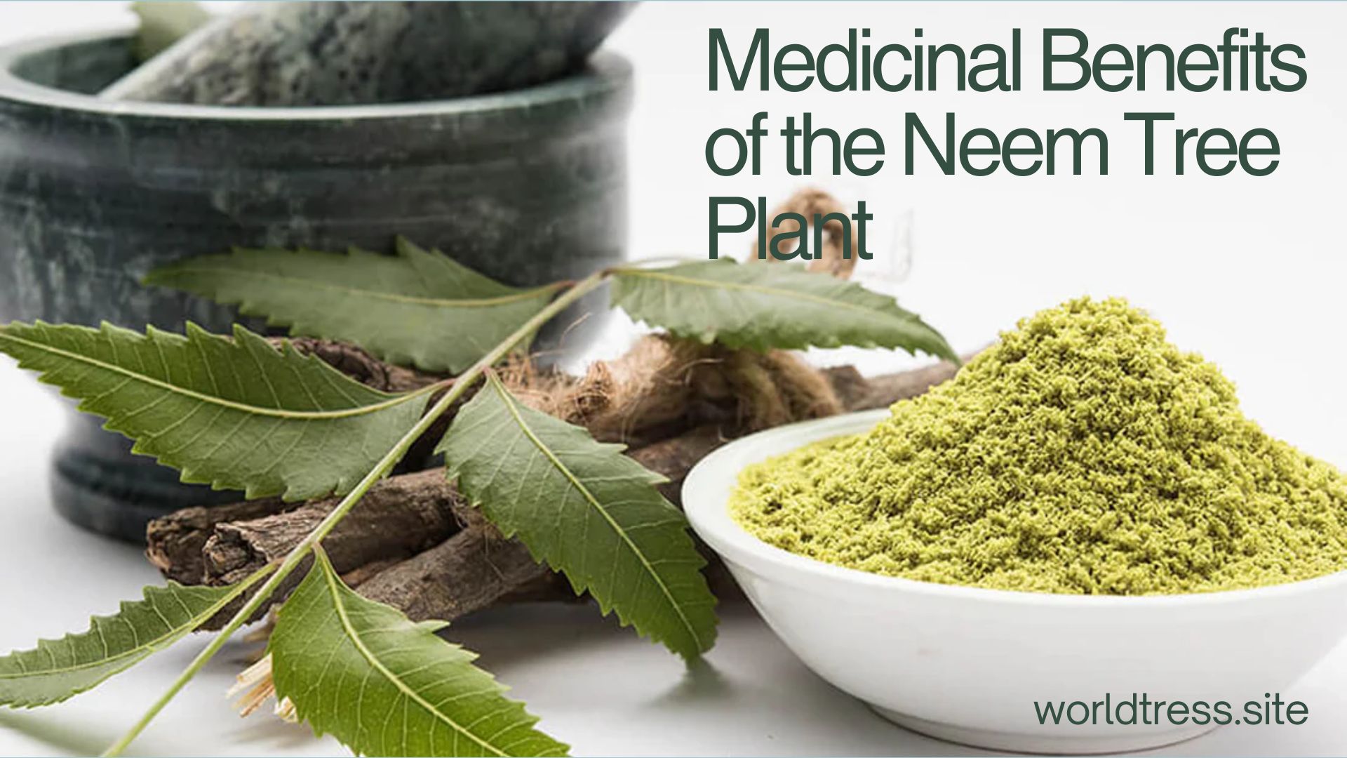 Neem Tree Plant