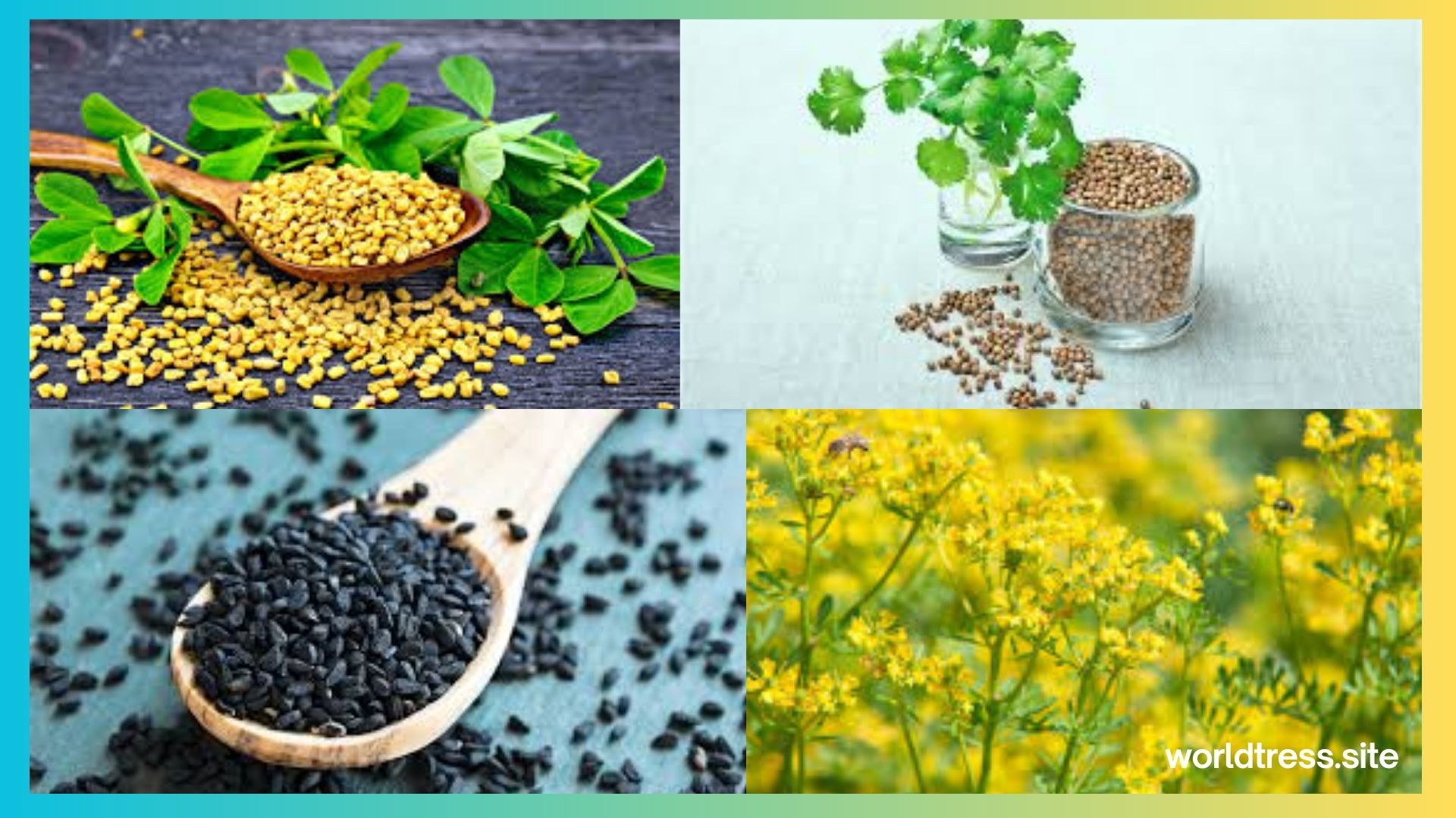 Medicinal Herb Seeds - A Natural Path to Health and Wellness