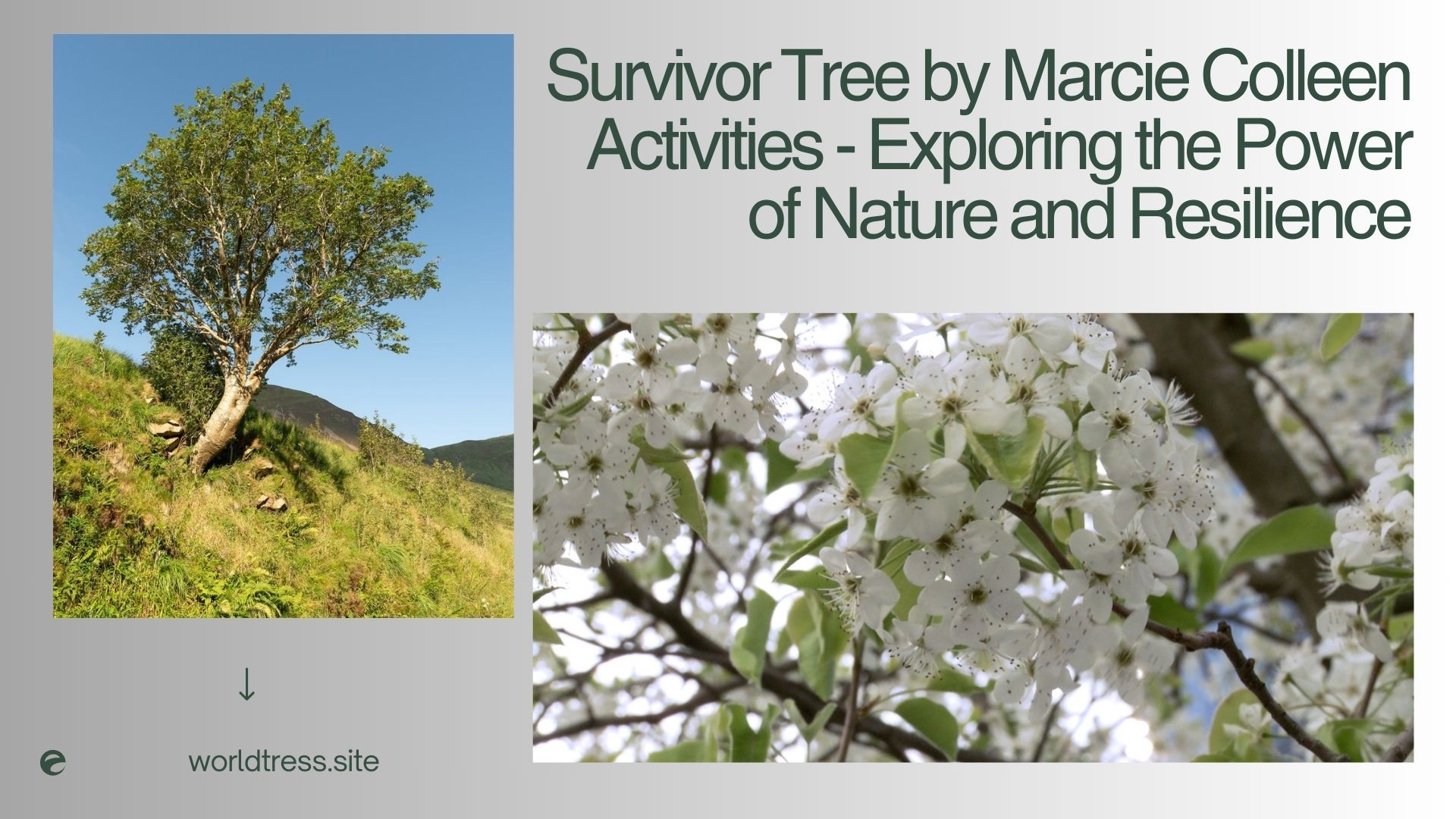 Survivor Tree by Marcie Colleen Activities