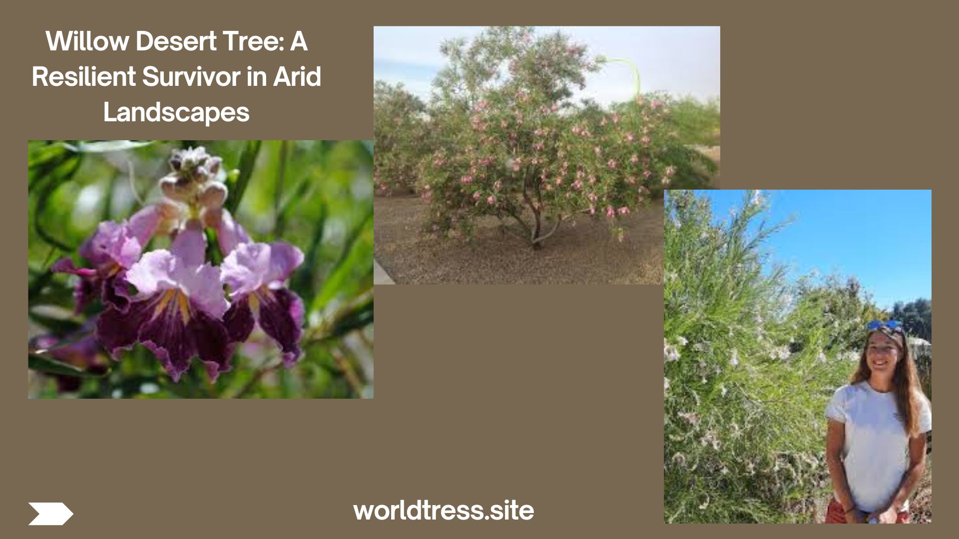 Willow Desert Tree