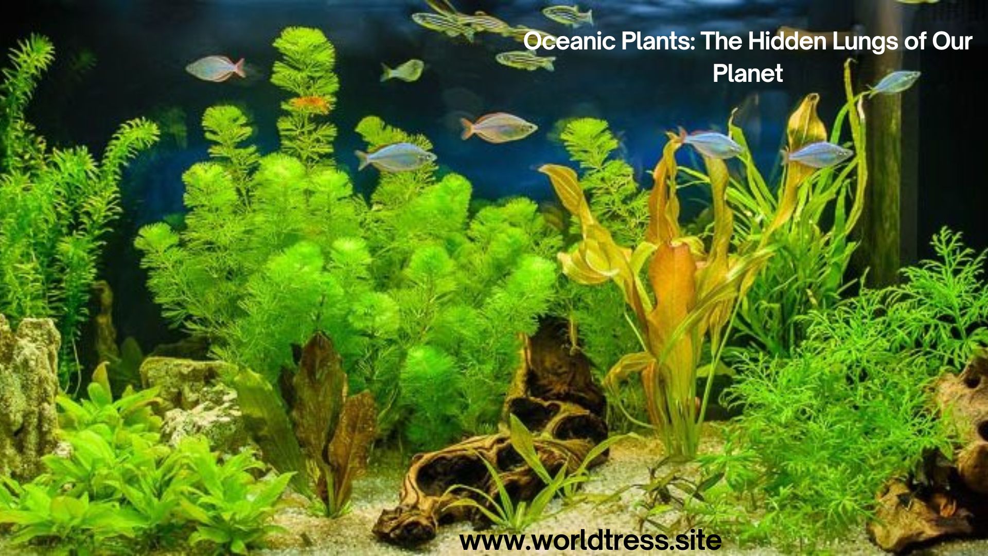 Oceanic Plants: The Hidden Lungs of Our Planet