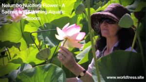 Nelumbo Nucifera Flower