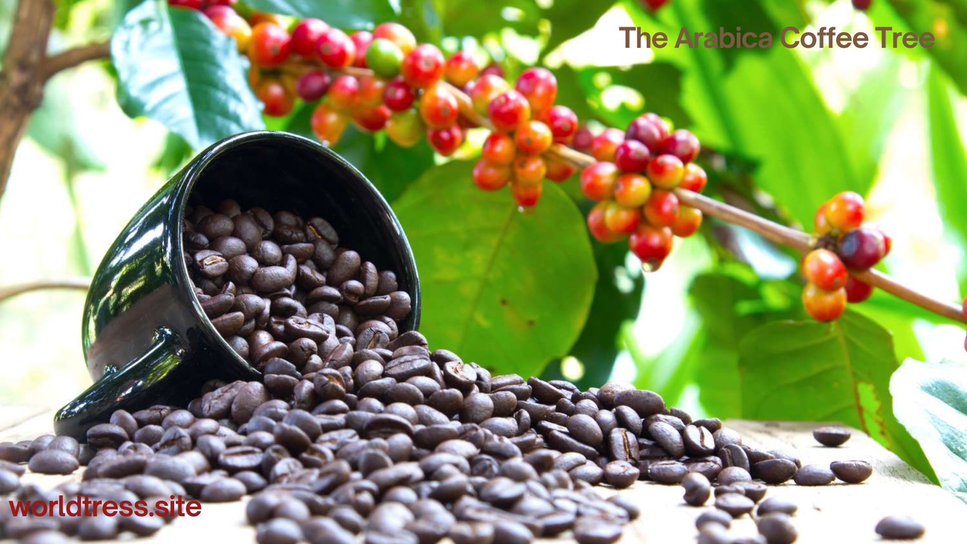 The Arabica Coffee Tree